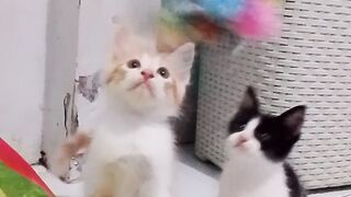 The kittens are playing happily with their siblings