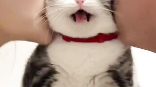 Ninja Cat Jumping Level 999! 8