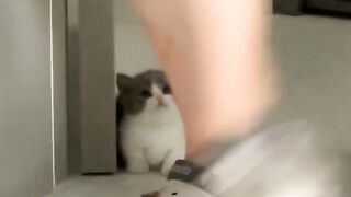 Hilarious Cat Scared of Cucumber! 7