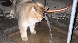 Trying Not To Laugh at This Cat! 8