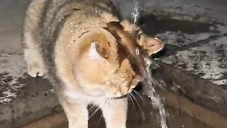 This Cat Thinks He is a Dog! 7