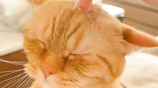 Sleeping Kitten Dreams are the Cutest! 8