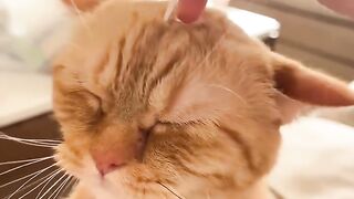 Cat vs Mirror: Epic Battle! 😂 8