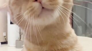 Hungry Cat Yelling for Food! 7