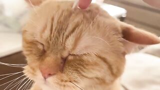 The Most Beautiful Fluffy Cat Ever! 9