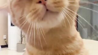 Cat Steals Dog's Bed! Boss Feline! 8