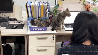 Crazy 3 AM Cat Zoomies Caught on Tape! 7