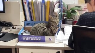 Heartwarming Mother Cat and Kittens! 7