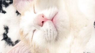 Cat Trapped in a Cardboard Box! 9