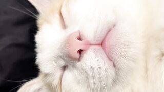 Dog Terrified of a Tiny Kitten! 6