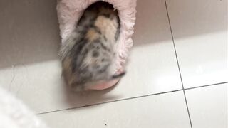 Cat Begging for Human Food! 🍗 8