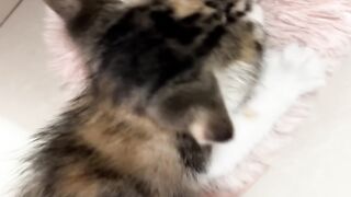 Invisible Maze Challenge for Cat! 8