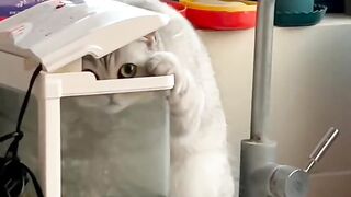 Cat Bringing Me Weird Gifts! 8