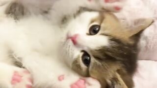 Relaxing Cat Purring Sounds for Sleep 💤 8