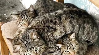 Cat Answering When Called! So Smart! 8