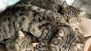 Extreme Cat Parkour in the Living Room! 8