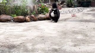 Cat Trying to Catch Fish on iPad! 8