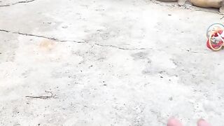 Cat Getting Brain Freeze from Ice Cream! 6