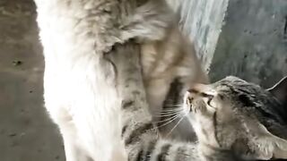Cat Trying to Stay Awake! So Sleepy! 7