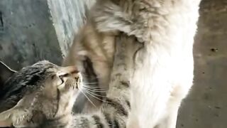 Cat Stealing Pizza Slice in 4K! 6