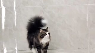 Cat Rolling in Catnip! Pure Joy! 8