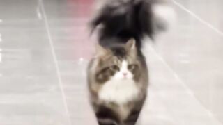 Cat Stuck on the Ceiling Fan! 😂 7