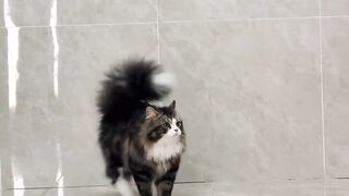 Cat Gently Waking Up Owner! 8