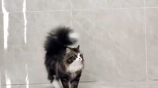 Cat Adopting a Baby Duck! So Pure! 7