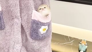 Cat Singing a Song! Hilarious Meow! 7