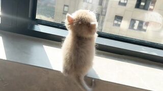 Cat Trying to Drink from the Tap! 8