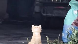 Cat Annoying Older Cat! Funny Sibling Rivalry! 6