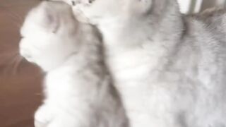 Cat Taking Over the Dog's Food Bowl! 7