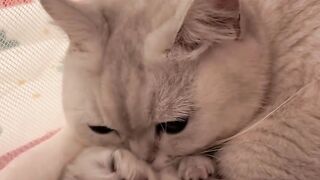 Cat Enjoying a Sunbeam! Aesthetic Video! 6
