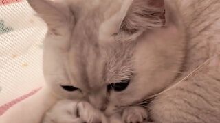 Cat Addicted to Olives! Weird Diet! 8
