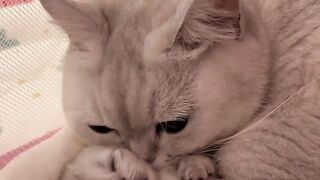 Cat Sliding on Hardwood Floor! 8