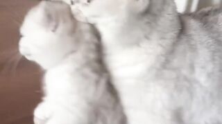 Cat Refuses to Let Owner Work! 7