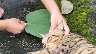 Cat Ringing a Bell for Treats! 8