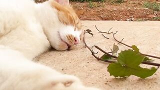 Cat Sneaking Up on a Toy Mouse! 7