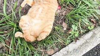 Cat Trying to Fit in a Tiny Shoe! 6
