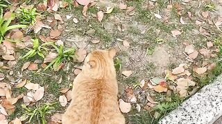 Cat Waking Up Confused! Where Am I? 7