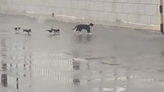Cat Stealing the Dog's Bone! 11