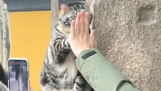 Cat Hissing at its Own Reflection! 7