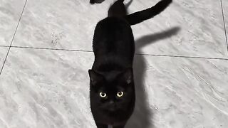 Cat Sneezing 5 Times in a Row! 7