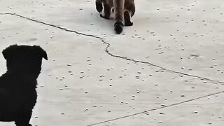 Cat Obsessed with a Cotton Swab! 7