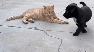 Cat Meowing "Hello"! Talking Pet! 8