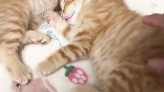 Cat Falling Asleep Sitting Up! 7