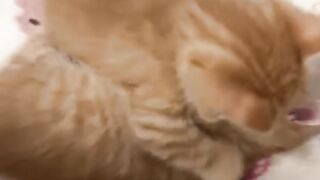 Cat Refusing to Give the Toy Back! 8