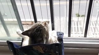 Cat Reacting to a Magic Trick! 🪄 7