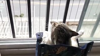 Cat Sleeping in the Weirdest Position Ever! 7