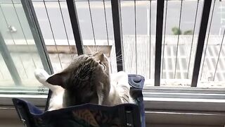 Cat Protecting Owner from a Bug! 8